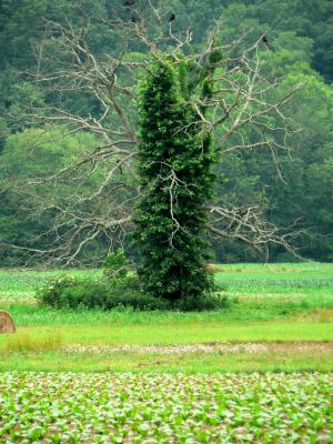 Strange Tree 3.jpg