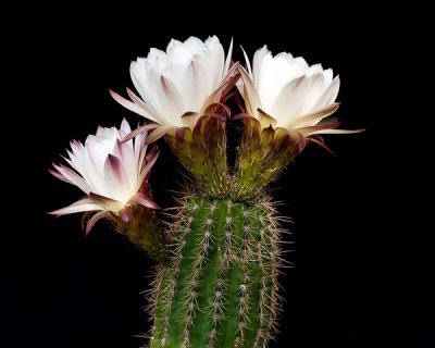 white cactus x3 - small.jpg