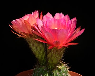 nancys cactus - 2 blooms.jpg