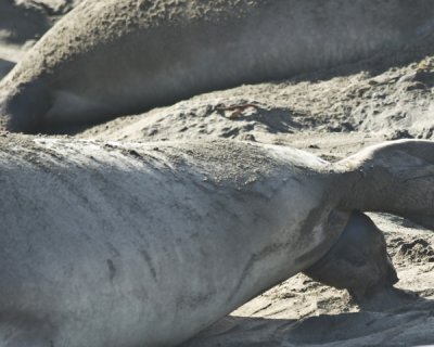 elephant seal birth series - 2.jpg
