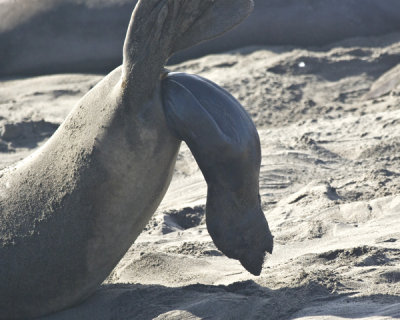 elephant seal birth series - 4.jpg