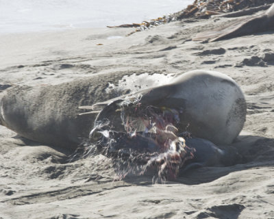 elephant seal birth series - splash - small.jpg