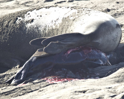 elephant seal birth series - 5.jpg
