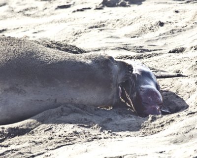 elephant seal birth series - 7.jpg