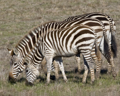 three zebra stacked -2 sm.jpg