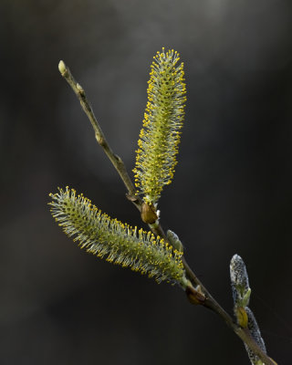 small   willow buds-1.jpg