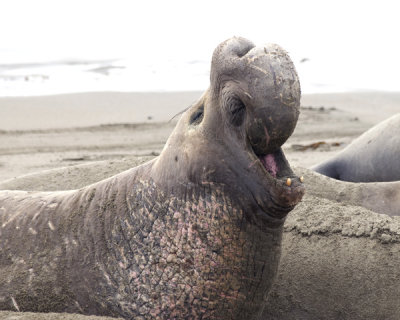 elephant seal single bull call -16.jpg