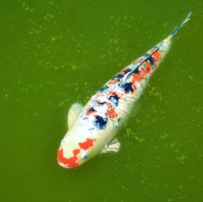 koi- Japanese Tea Garden