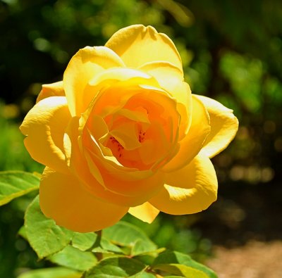 Yellow Rose- Central Park Rose Garden