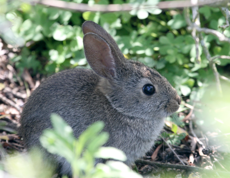Baby Bunny  Top of the World IMG_2330.png