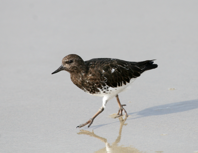Blk Turnstone  Laguna Beach IMG_2357.png