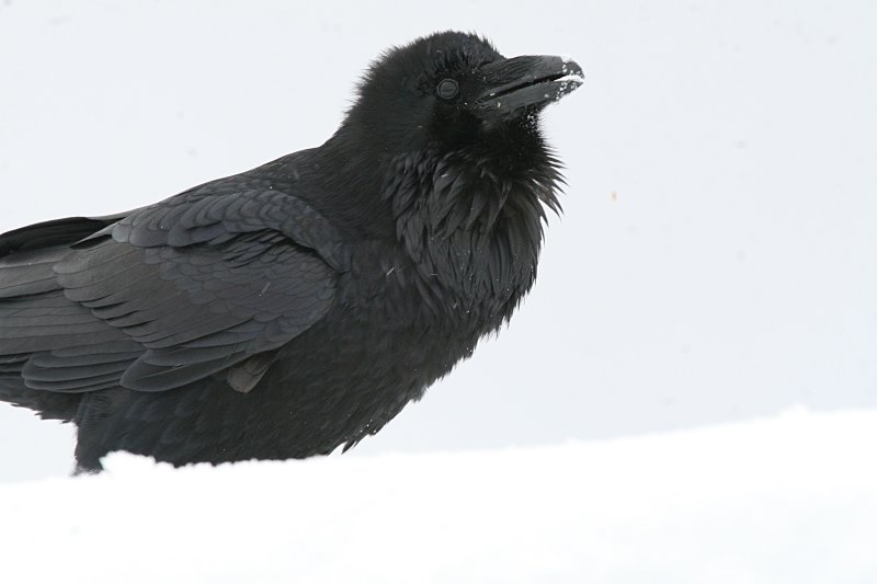 Raven  Hurricaine Ridge IMG_3498.jpg