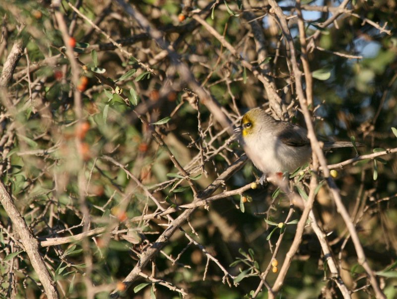 Verdin w/ berry