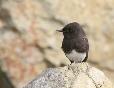 Blk Phoebe  Laguna Beach IMG_2934.png