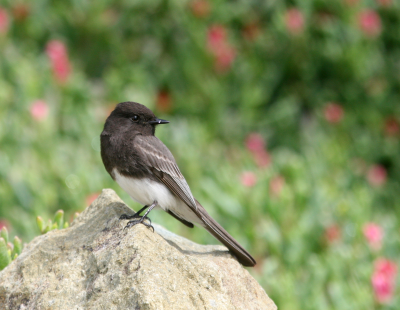 Blk Phoebe  Laguna Beach IMG_3002.png