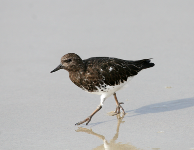 Blk Turnstone  Laguna Beach IMG_2357.png