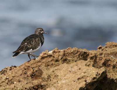 Blk Turnstone  Laguna Beach IMG_2850.png