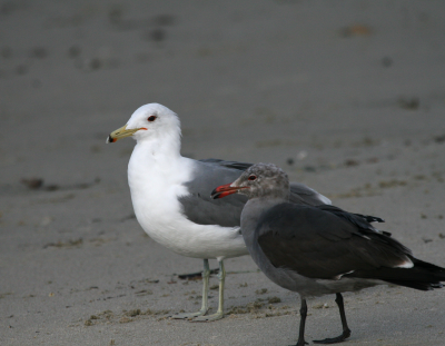California Gull  Heermans gull  Laguna Beach IMG_2701.png