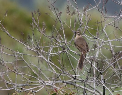 California Thrasher IMG 3256.jpg