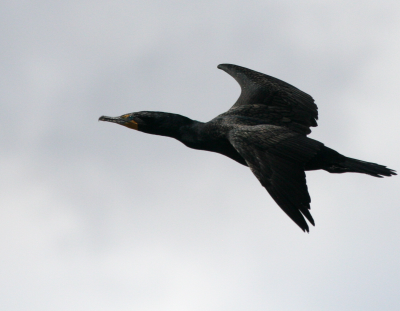 Double-crested Cormorant  Bolsa Chica   IMG_3227.png