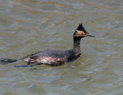 Eared Grebe  Bolsa Chica b  IMG_3172.png