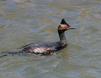 Eared Grebe  Bolsa Chica   IMG_3177.png