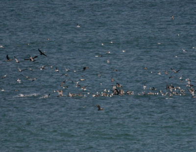 Feeding Frenzy  Dana Point IMG_2579.png
