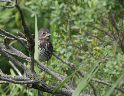 FoxSparrow  Top of the World IMG_3256.png