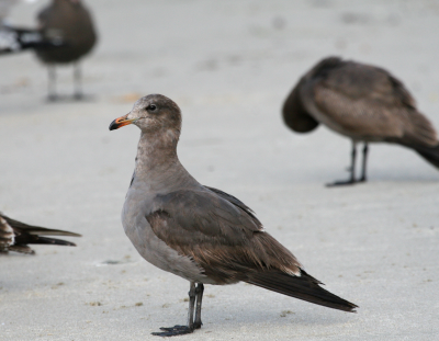Heermans gull  Laguna Beach IMG_2694.png