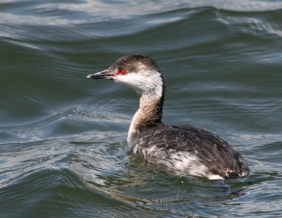 Horned Grebe  Bolsa Chica  b IMG_3094.png