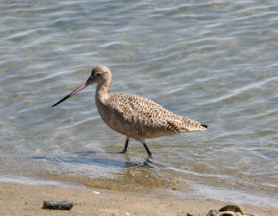 Marbled Godwit  Bolsa Chica   IMG_3119.png