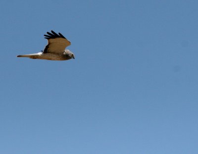 N Harrier  Top of the World IMG_2319.JPG