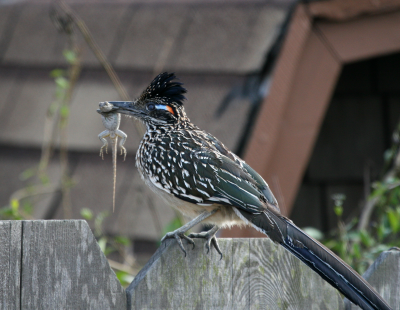 Roadrunner  Dana Point IMG_2581.png