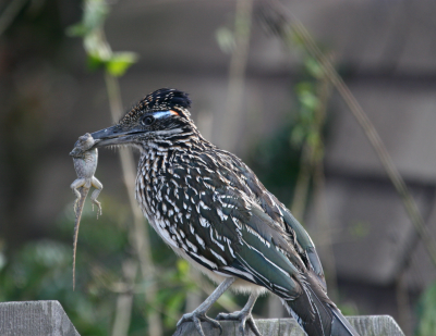 Roadrunner  Dana Point IMG_2594.png