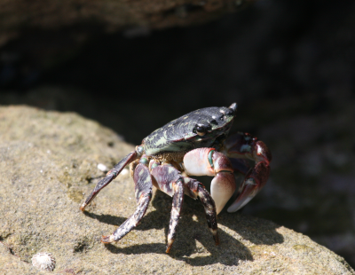 Shore Crab  Laguna Beach IMG_3296.png