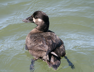 Surf Scoter  Bolsa Chica   IMG_3232.png