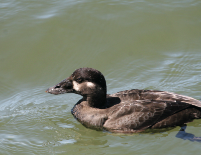 Surf Scoter  Bolsa Chica   IMG_3240.png