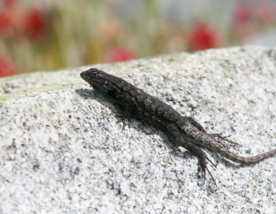 Western Fence Lizard  Laguna Beach IMG_2935.png