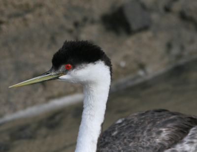Western Grebe  Laguna Beach IMG_2765.png