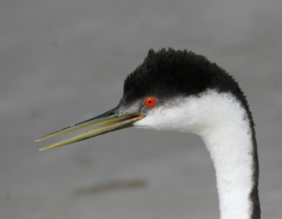 Western Grebe  Laguna Beach IMG_2775.png