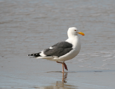 Western Gull  Laguna Beach IMG_2744.png