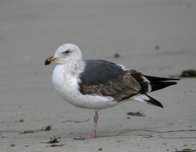 2nd Winter Western Gull  Laguna Beach IMG_2713.png