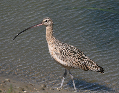 Whimbrel  Bolsa Chica   IMG_3162.png