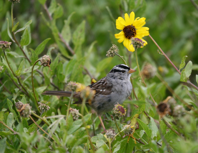 White-Crowned Sparrow  Top of the World IMG_2344.png