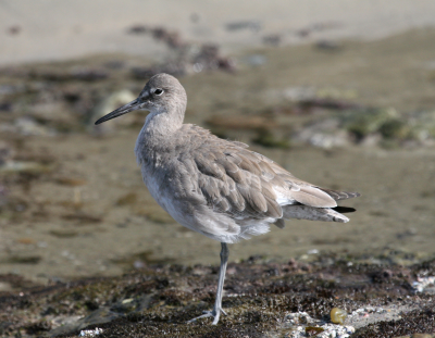 Willet  Laguna Beach IMG_2858.png