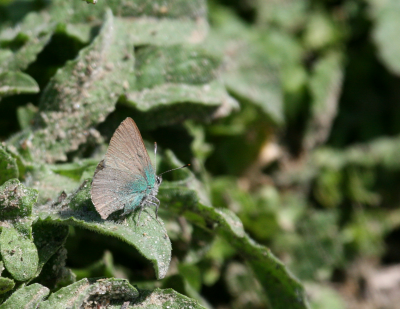 sheridans green hairstreak butterfly 2309.png