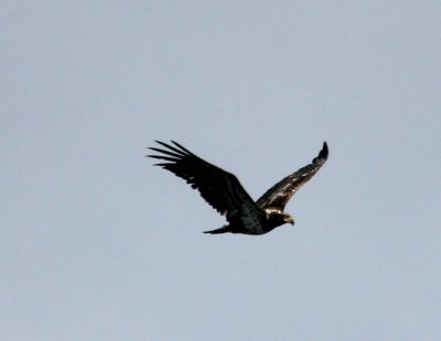 Immature Bald Eagle from Vashon Ferry IMG_3445.JPG