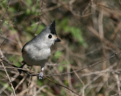 Blk-Crested Titmouse