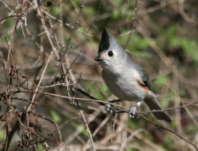 Blk-Crested Titmouse  CBC img_2645.jpg