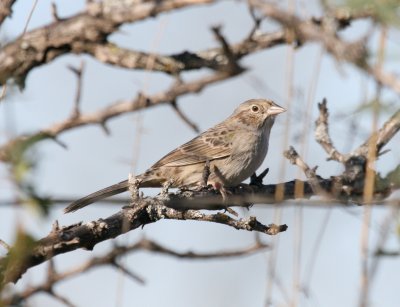 Cassins Sparrow?  Pue rd.img_2733 a.jpg